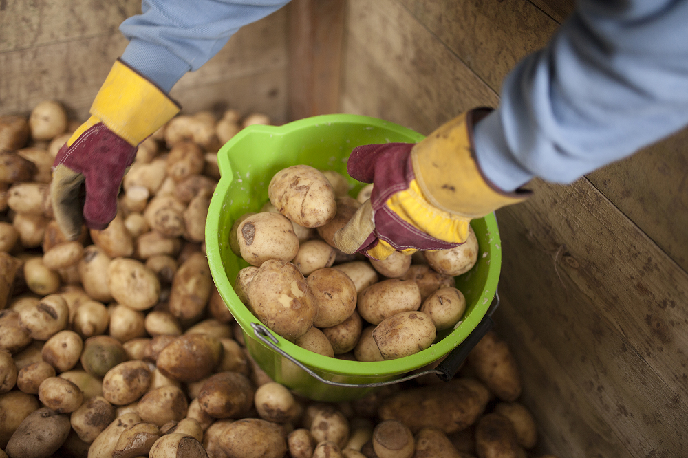 Potatoes